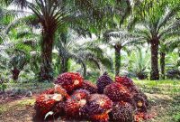 Foto ilustrasi: perkebunan kelapa sawit (CPO)/Dok